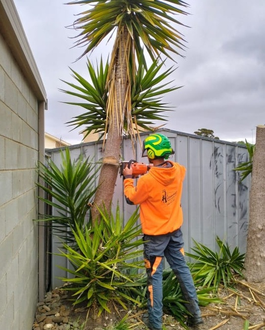 Expert Yucca tree removal services