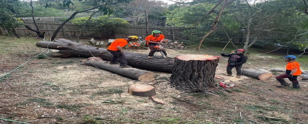 Tree stump removal services at affordable rates in Geelong