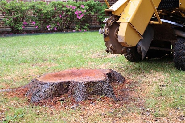 Stump grinding service at cheaper rates