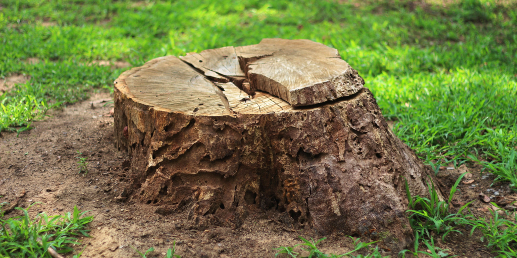 Old cracked tree stump with weathered wood in a grassy area