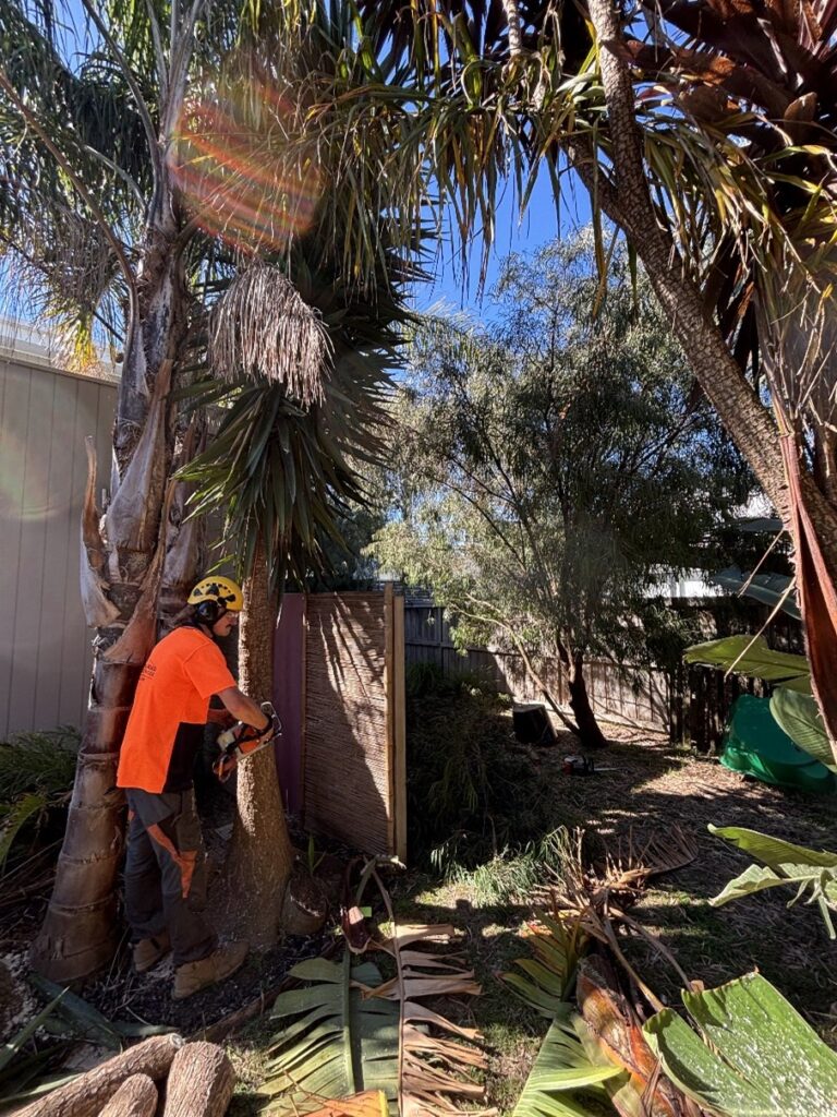 Arborist in safety gear cutting a palm tree with a chainsaw in a backyard