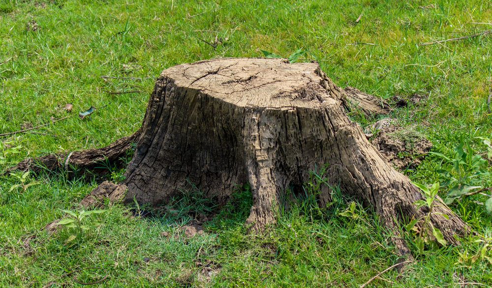 Large tree stump with exposed roots in a grassy yard