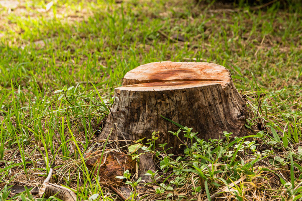 Freshly cut tree stump surrounded by grass and small plants